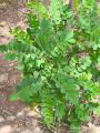 Acacia karroo