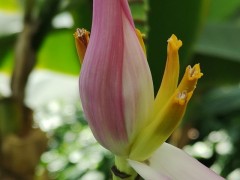 Musa ornata