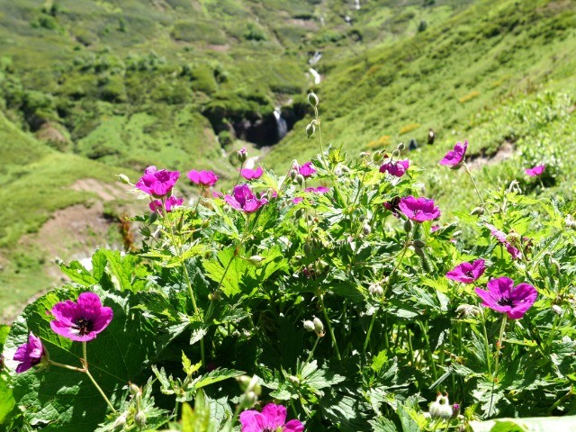 Geranium psilostemon