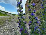 Echium vulgare