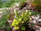 Scutellaria salviifolia