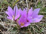 Colchicum szovitsii