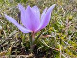 Colchicum szovitsii