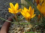 Crocus graveolens