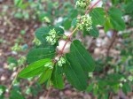 Euphorbia hypericifolia