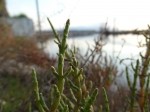 Salicornia europaea