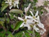 Amelanchier ovalis