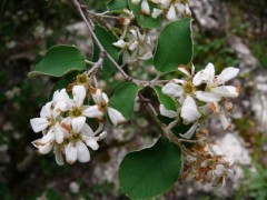 Amelanchier ovalis