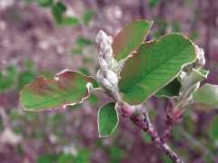 Amelanchier ovalis