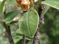 Amelanchier ovalis