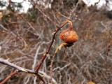 Rosa hemisphaerica