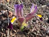 Iris galatica