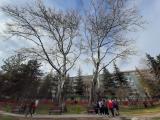 Populus alba