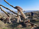 Populus alba