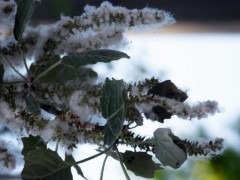 Populus alba