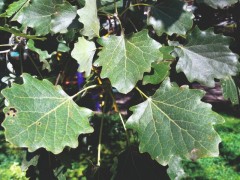 Populus alba