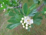 Crataegus orientalis