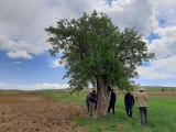 Crataegus orientalis