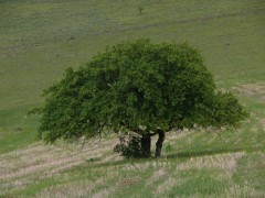 Crataegus orientalis