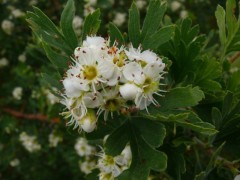 Crataegus orientalis