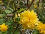 Kerria japonica