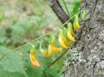 Lathyrus aureus