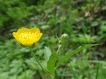 Ranunculus brutius