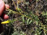 Linum flavum