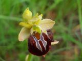 Ophrys sphegodes