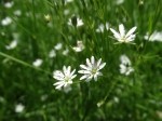 Stellaria graminea