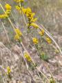 Galium verum