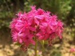 Silene compacta