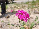 Silene compacta