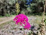 Silene compacta