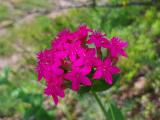 Silene compacta