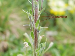 Veronica gentianoides