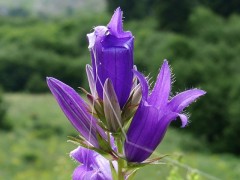 Campanula latifolia