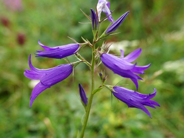 Campanula olympica