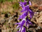 Campanula rapunculoides