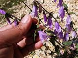 Campanula rapunculoides