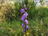 Campanula rapunculoides