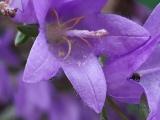 Campanula rapunculoides