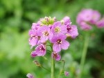 Cardamine raphanifolia