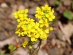 Draba hispida