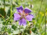 Geranium ibericum