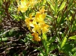 Rhododendron luteum