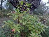 Rhododendron luteum