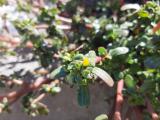 Portulaca oleracea