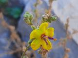 Verbascum sinuatum
