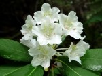 Rhododendron ungernii